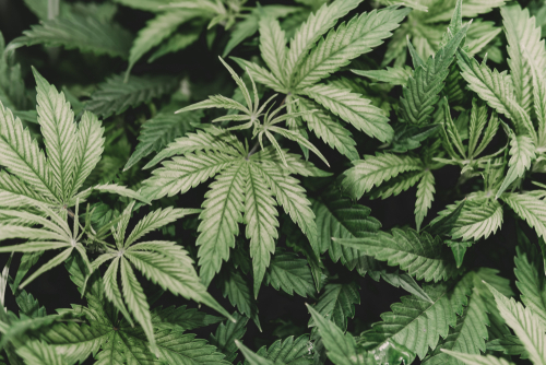 Individuals Charged With Marijuana Crimes Want New Chance in First-Time Offender Programs. New Marijuana Law Isn’t Helping